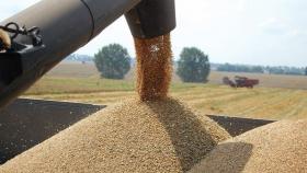 Цены на зерно в России «дёргаются» - «ПроЗерно»